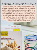 پک 3 عددی پودر جوانه گندم کمک به هضم سیستم گوارش اصل اورجینال